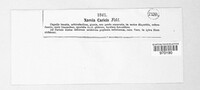 Naevia caricis image